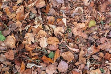Natural texture of old dry autumn leaves and grass on the ground. Lots of dry vegetation in brown tones.