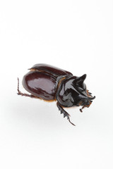 다양한 모양의 곤충들 