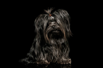 Studio shot of an adorable Shih-Tzu