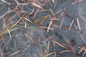 Natural texture of frozen leaves and grass in ice. The first thin autumn ice. Grass is visible under the ice.