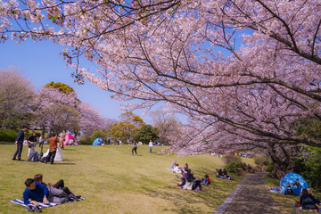 本牧山頂公園の満開の桜（横浜市）