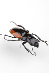 다양한 모양의 곤충들 