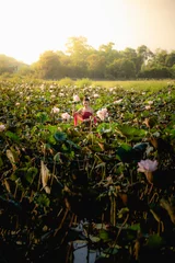 Fotobehang Lotusbloem Asian woman collecting lotus flowers and she wear Traditional Thai dresses, Thailand  © sunyawitphoto