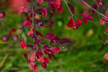 mahogany with berries on a background of green grass