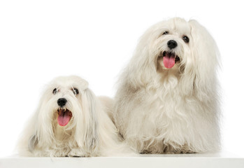 Studio shot of two adorable Malteses