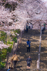 池上本門寺の満開の桜