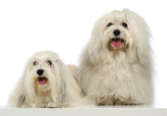 Studio shot of two adorable Malteses