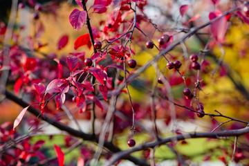 red tree with berries on a background of yellow maple