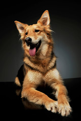 Studio shot of an adorable shepherd dog