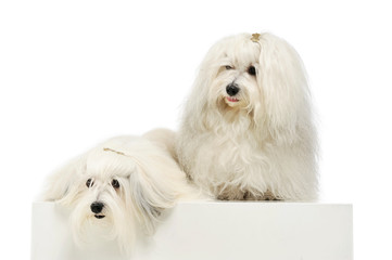 Studio shot of two adorable Malteses