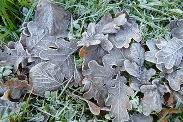 Frost covered leaves of trees on the ground in the snowy winter day.