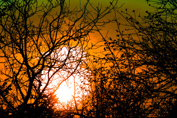 Sunset through tree branches without leaves. Horror or fear concept image. Forest woods in back light of dusk time