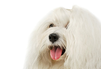 Portrait of an adorable Maltese