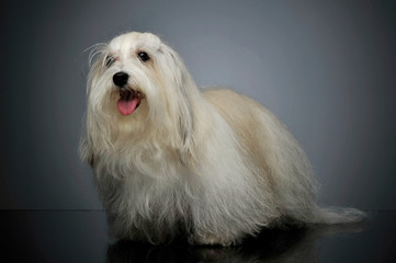 Studio shot of an adorable Maltese