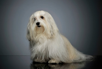 Studio shot of an adorable Maltese