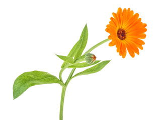 Close up image of the flower of medicinal herb marigold isolated on a white background. Marigold flower.