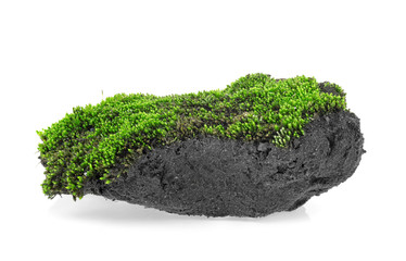 Green moss on pile of soil on a white background