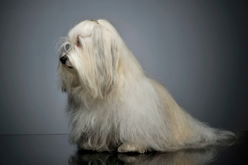 Studio shot of an adorable Maltese