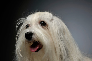 Portrait of an adorable Maltese