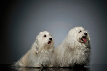 Studio shot of two adorable Malteses