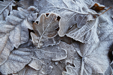 Frost covered leaves of trees on the ground in the snowy winter. 