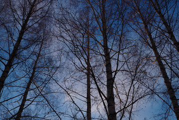 Foret hiver Finlande voyage Kuopio lac