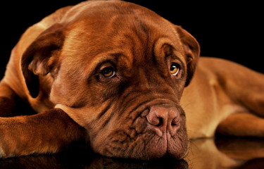 Studio shot of an adorable Dogue de Bordeaux
