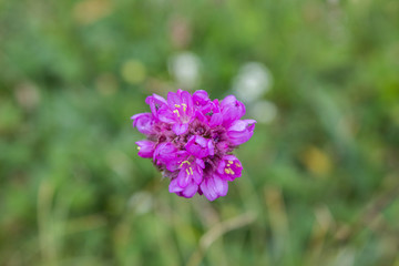 flowers in garden