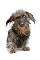 Studio shot of an adorable Dachshund