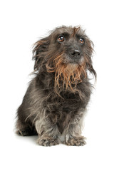 Studio shot of an adorable Dachshund