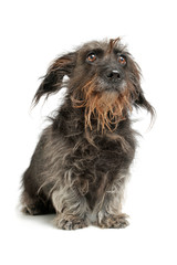 Studio shot of an adorable Dachshund