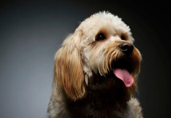 Portrait of an adorable mixed breed dog