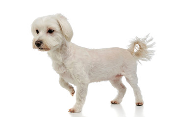 Studio shot of an adorable mixed breed dog