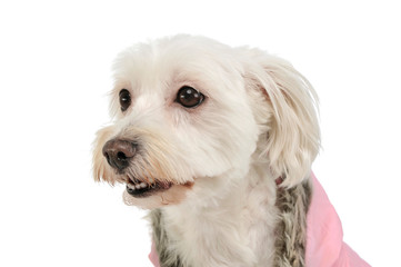 Portrait of an adorable mixed breed dog