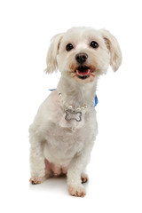 Studio shot of an adorable mixed breed dog