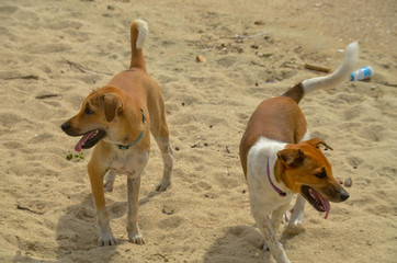 Active dogs of non specific breed walking on the beach. Thailand.