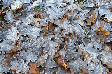 Frost covered leaves of trees on the ground in the snowy winter. 