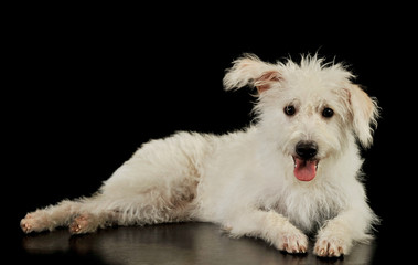 Studio shot of an adorable mixed breed dog