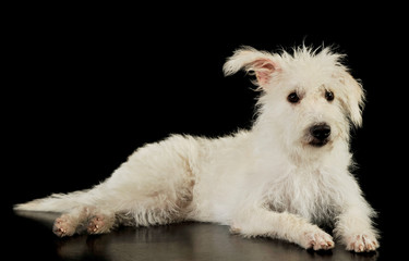 Studio shot of an adorable mixed breed dog