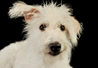 Portrait of an adorable mixed breed dog