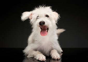Studio shot of an adorable mixed breed dog