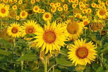 Patern of sunflowers growing in the fields