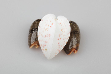 진화의 증거들-조개