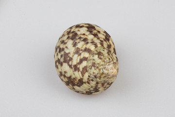 진화의 증거들-조개