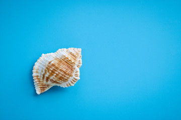 Fototapeta na wymiar Beautiful seashell on a blue background. With copy space. Template for design, greeting card, blank.