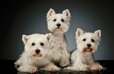 Studio shot of three adorable West Highland White Terriers