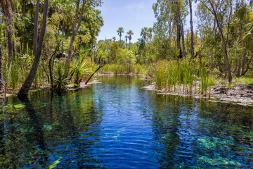 mataranka hot springs in waterhouse river, mataranka, northern territory, australia,