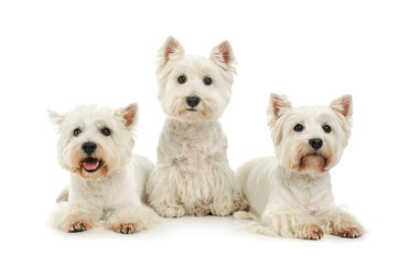 Studio shot of three adorable West Highland White Terriers