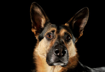 Portrait of an adorable German shepherd