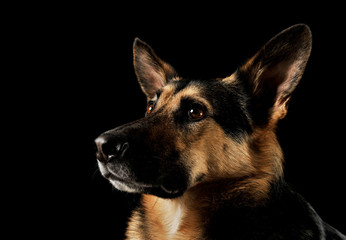 Portrait of an adorable German shepherd